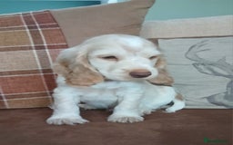 Cocker Spaniel dogs for sale: LAST BOY READY NOW KC Show Cocker Spanels  - Image 7