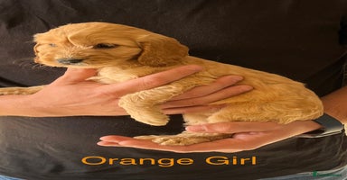 Cockapoo dogs - Advert 11