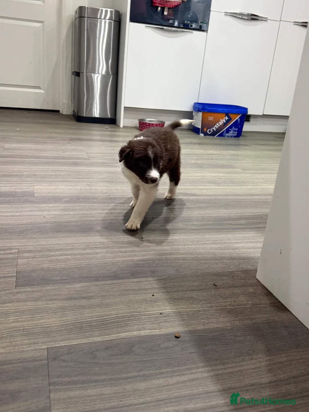 Border Collie dogs for sale: Border Collie red  - Advert 9