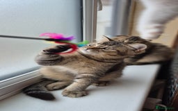 Scottish Fold cats for sale: 2 boys left! TICA registered Scottish Fold - Image 30