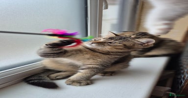 Scottish Fold cats - Advert 7