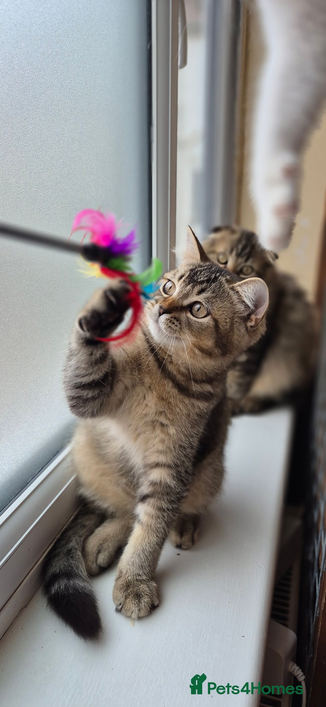 Scottish Fold cats for sale: 2 boys left! TICA registered Scottish Fold - Image 30