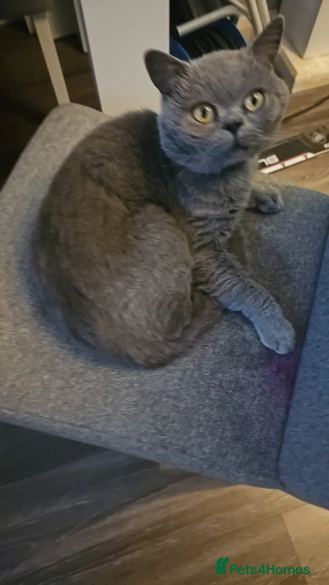 British Shorthair cats for sale: Bsh gccf registered  - Advert 4