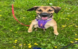 Mixed Breed dogs for adoption: Cute Dingo looking for LOVE - Image 2