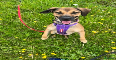 Mixed Breed dogs - Advert 1