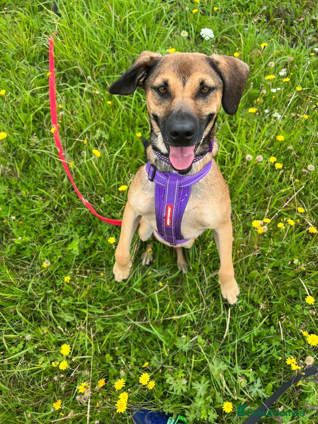 Mixed Breed dogs for adoption: Cute Dingo looking for LOVE - Image 2