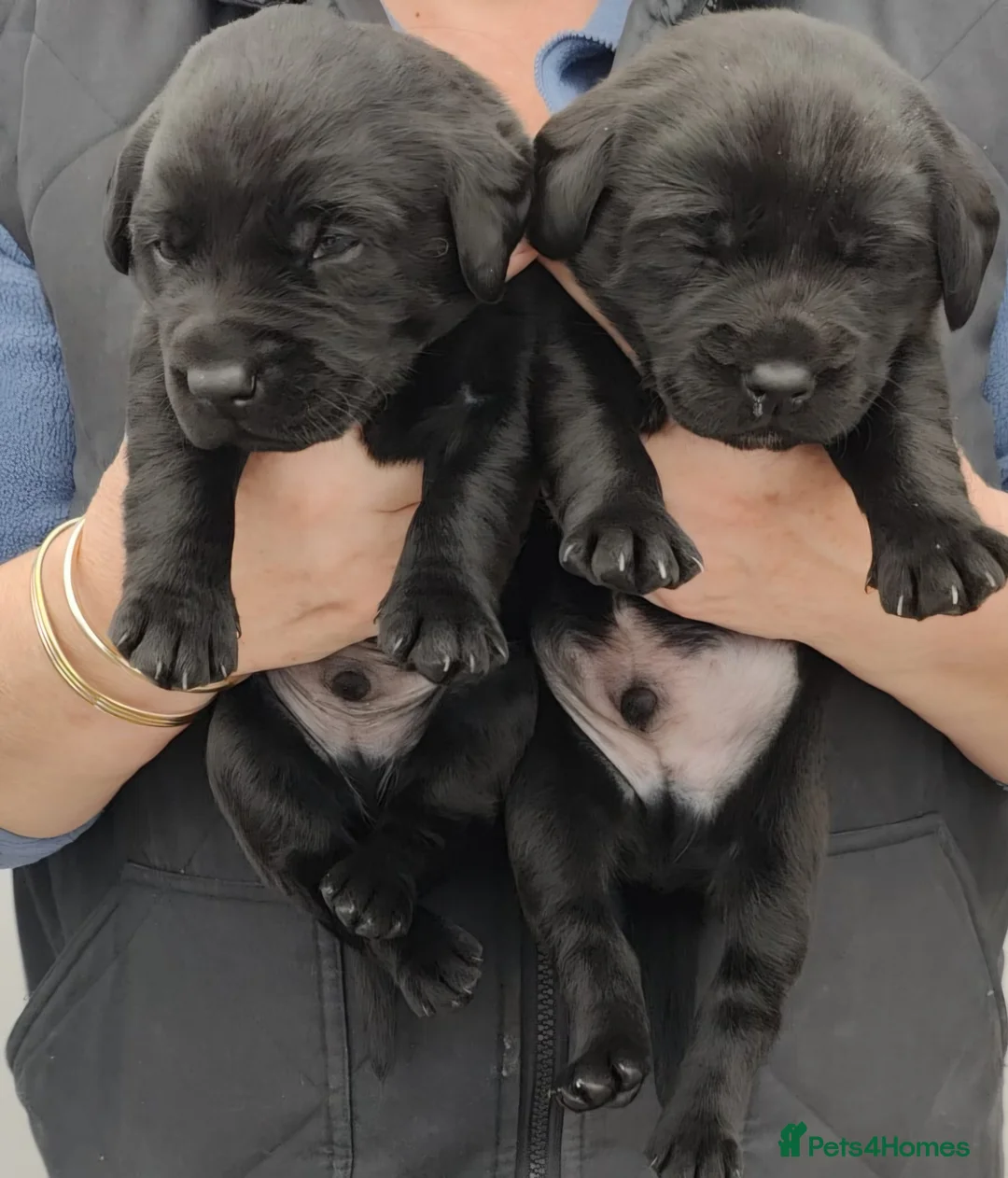 Labrador Retriever dogs for sale: Beautiful kc puppies from health tested parents  - Advert 2