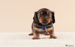 Miniature Dachshund dogs for sale: STUNNING MINIATUARE LONG HAIRED DACHSHUNDS PUPS - Image 7