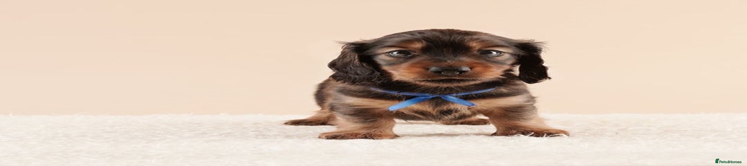 Miniature Dachshund Puppy 2