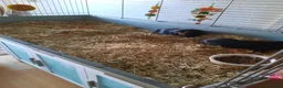 Guinea Pig rodents for sale: Two female guinea pigs. in Billingshurst - Advert 7