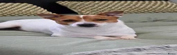 Jack Russell dogs for stud: Jack Russell STUD - Advert 3
