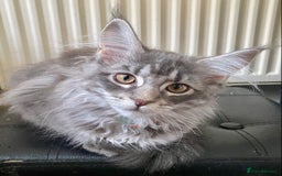 Maine Coon cats for sale: Maine Coon Kittens Ready for Their Forever Homes - Advert 10