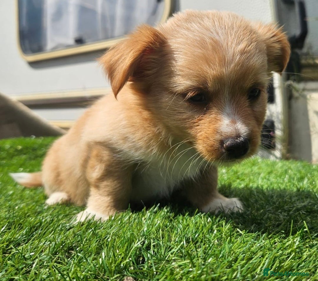 Mixed Breed dogs for sale: Mixed puppy’s  - Image 2
