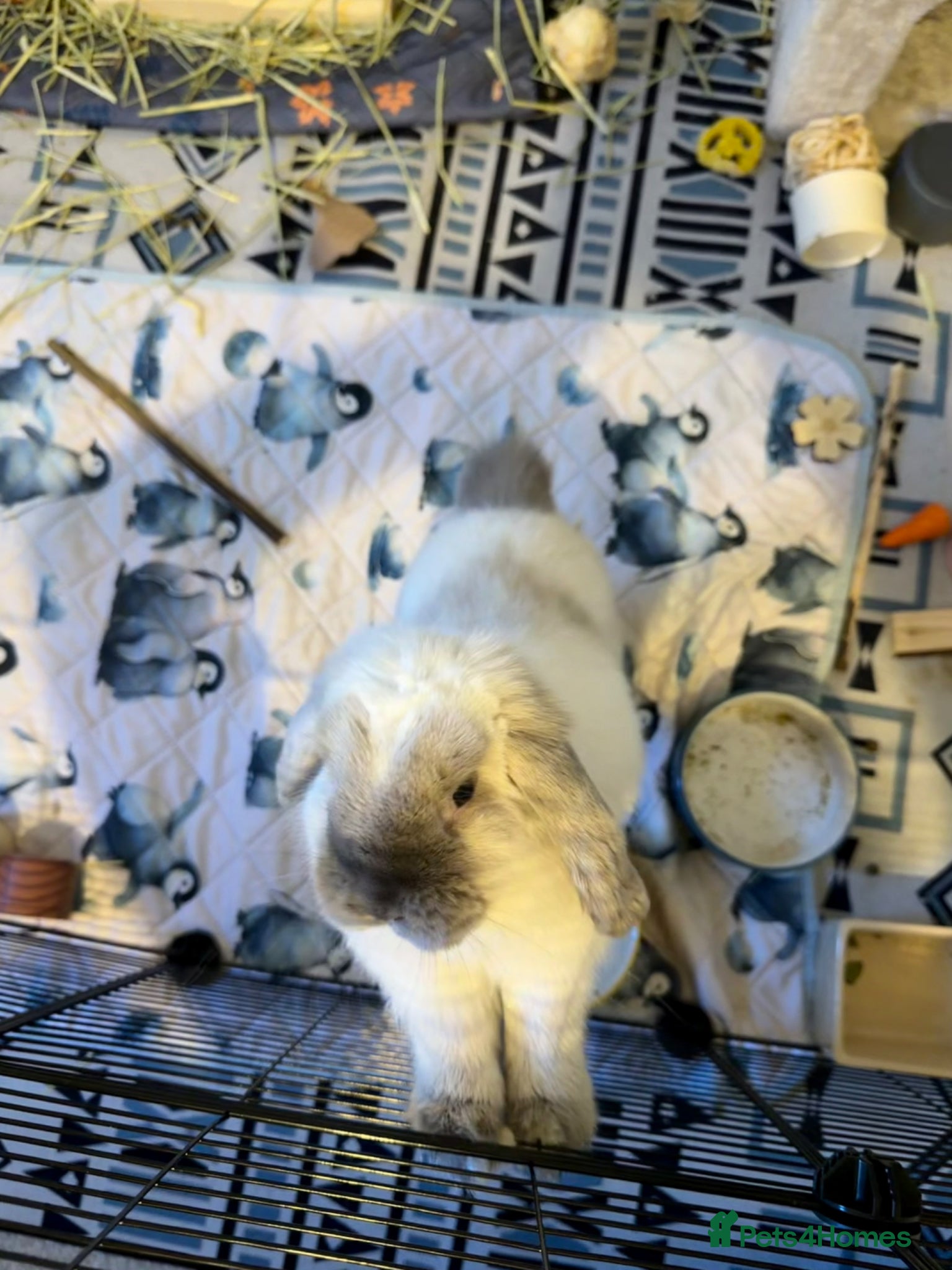 Mini Lop rabbits Mini Lop for Rehome - Advert 2