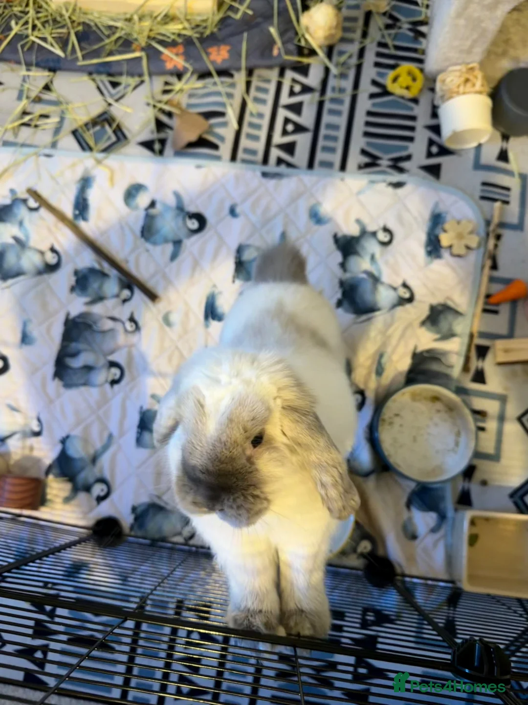 Mini Lop rabbits for sale: Mini Lop for Rehome in Bedford - Advert 2