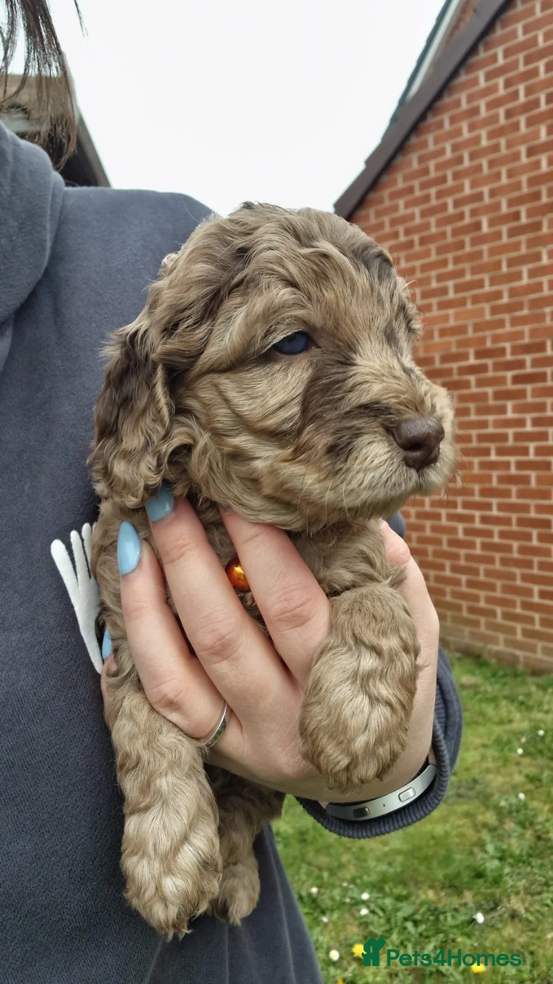 Cockapoo dogs for stud: PROVEN DNA tested Cockapoo Stud-Chocolate Merle in Stafford - Advert 38