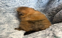 Pomeranian dogs for sale: Very adorable Pomeranian Puppies - Image 15