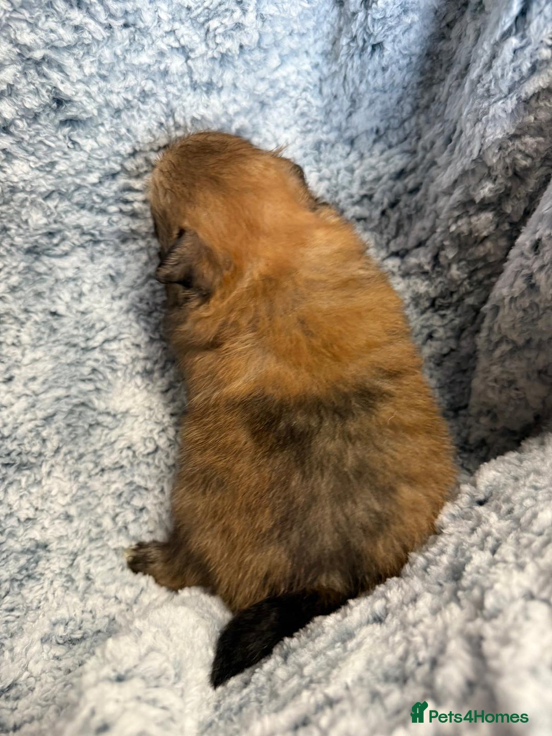 Pomeranian dogs for sale: Very adorable Pomeranian Puppies - Image 15