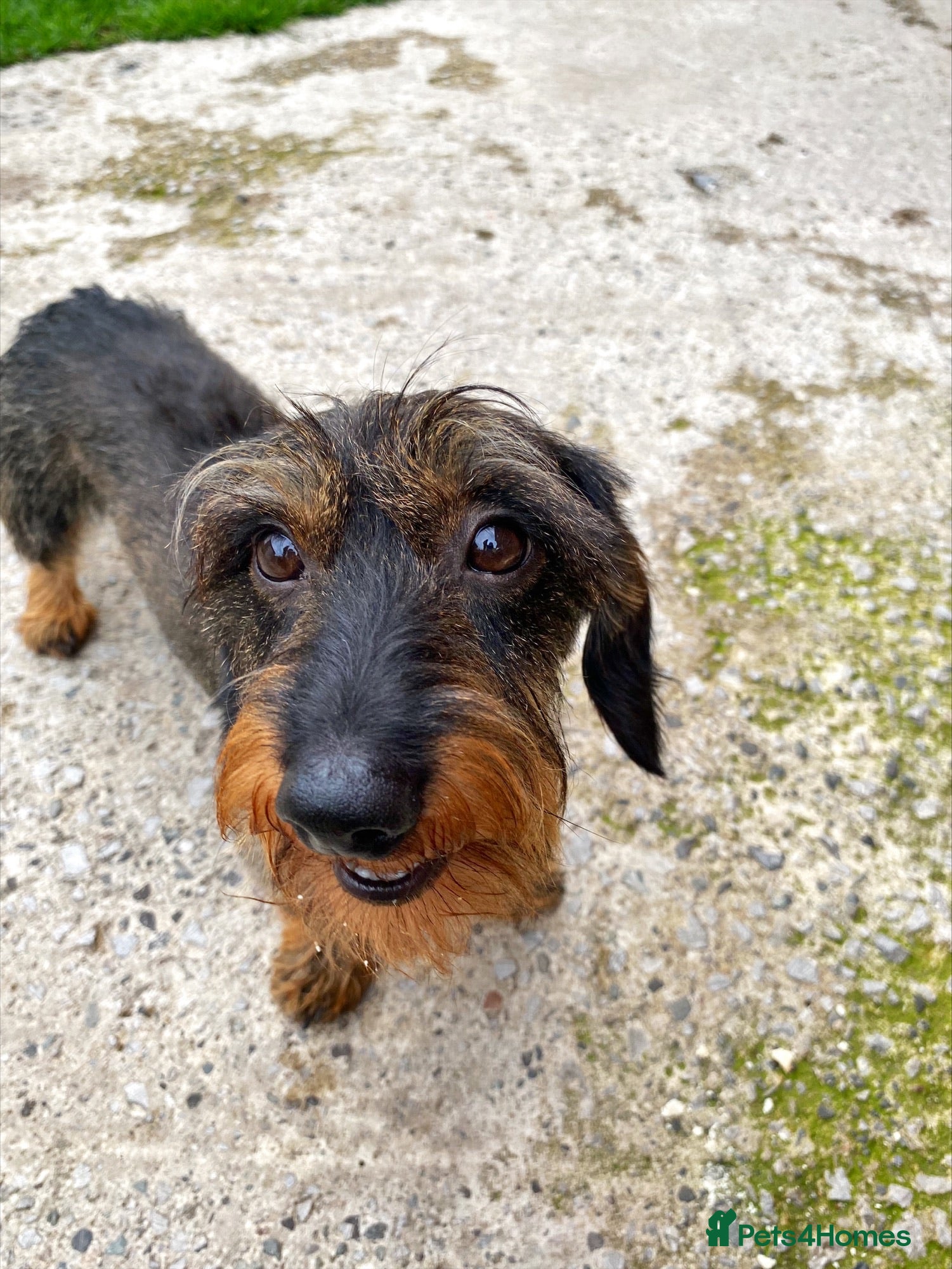 Miniature Dachshund dogs PROVEN KC wild Boar MINIWIRE HAIRED DACHSHUND in Manchester - Advert 3