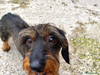 Miniature Dachshund dogs in Manchester - Advert 7