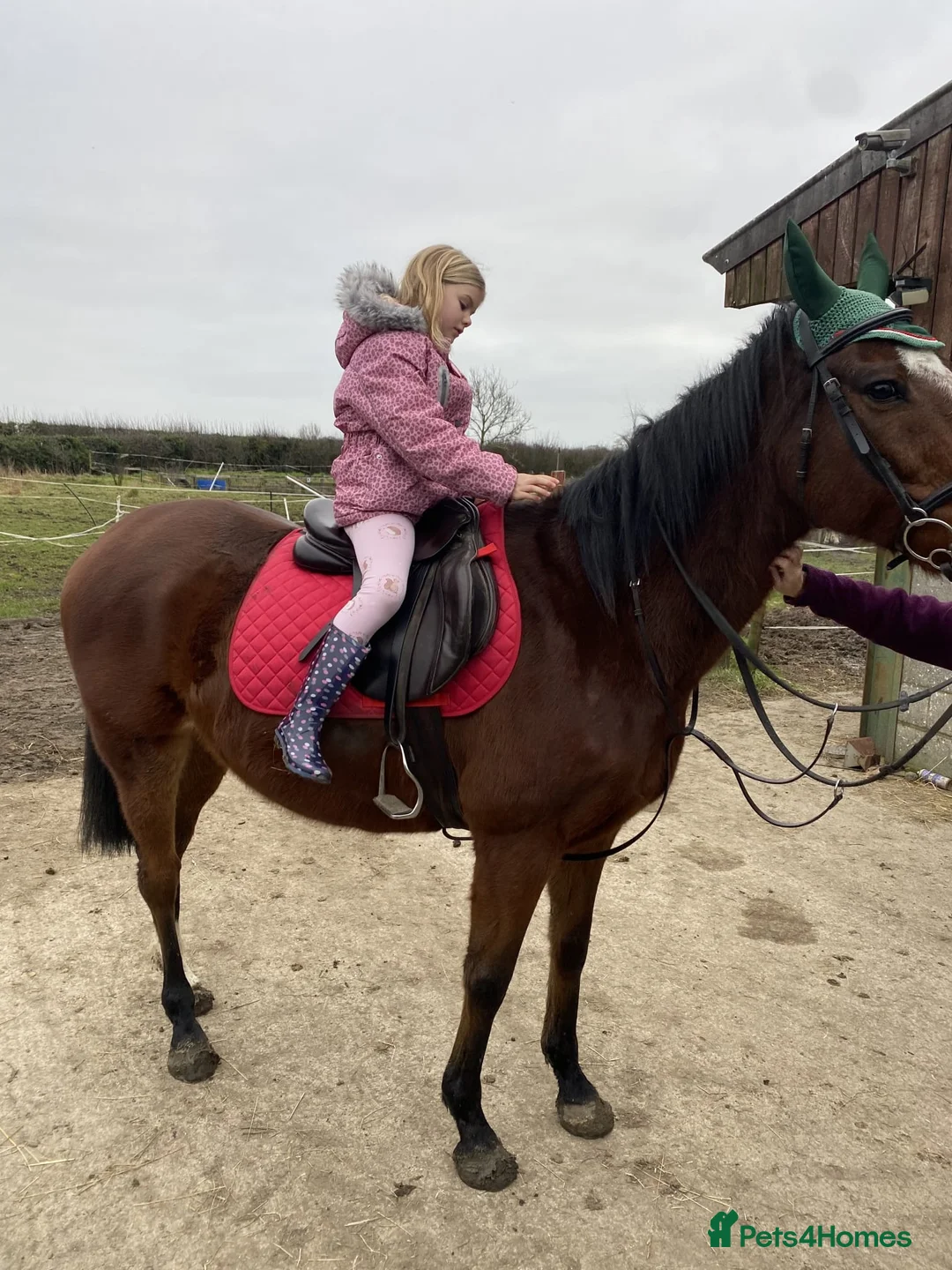 English Thoroughbred horses for sale: 15.3 Thoroughbred gelding in Pickering - Advert 1