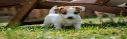 Jack Russell dogs for sale: Jack Russel puppies in Hull - Advert 13