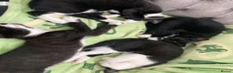 Mixed Breed cats for sale: Beautiful black and white kittens  - Advert 16