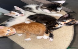 Mixed Breed cats for sale: Kitten’s for sale - Image 6