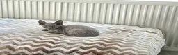 Devon Rex cats for sale: Dashing Devons - Advert 11