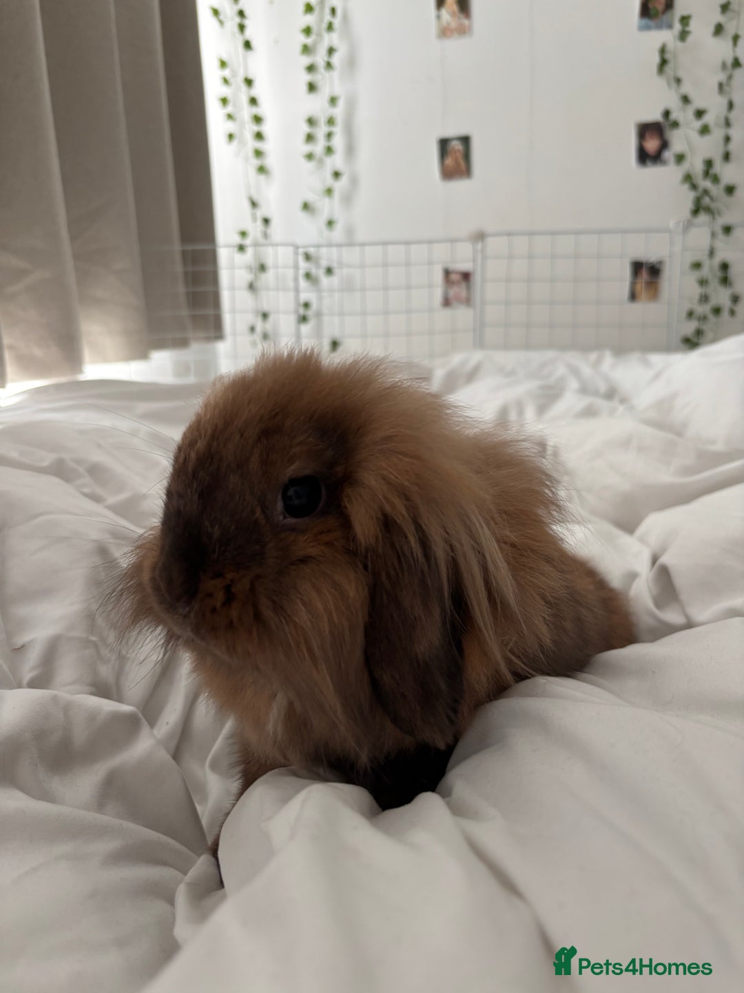 Lionhead rabbits for sale: PUMPKIN⭐️ - Advert 8