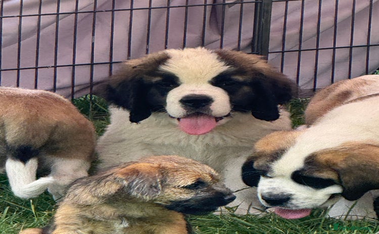 Saint Bernard dogs - Advert 2