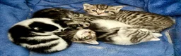British Shorthair cats for sale: British Shorthair kittens - Advert 1