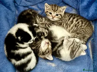 British Shorthair cats British Shorthair kittens - Advert 2