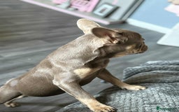 French Bulldog dogs for sale: Female blue/fawn French bulldog  - Image 2