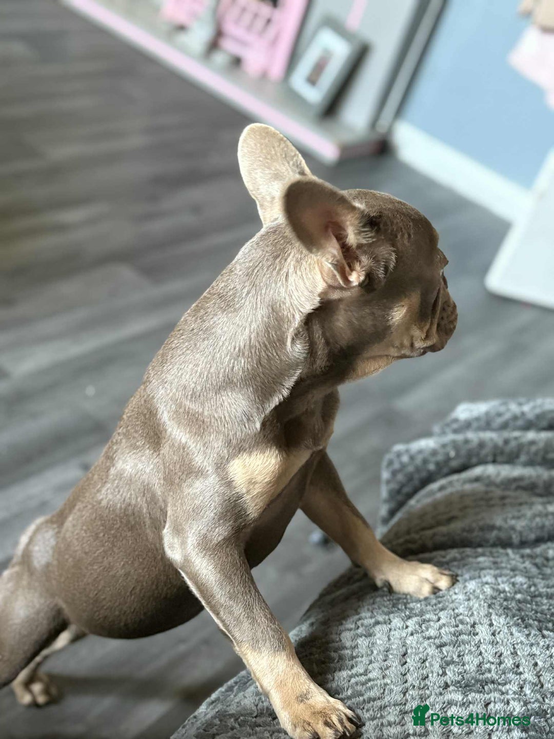 French Bulldog dogs for sale: Female blue/fawn French bulldog  - Image 2