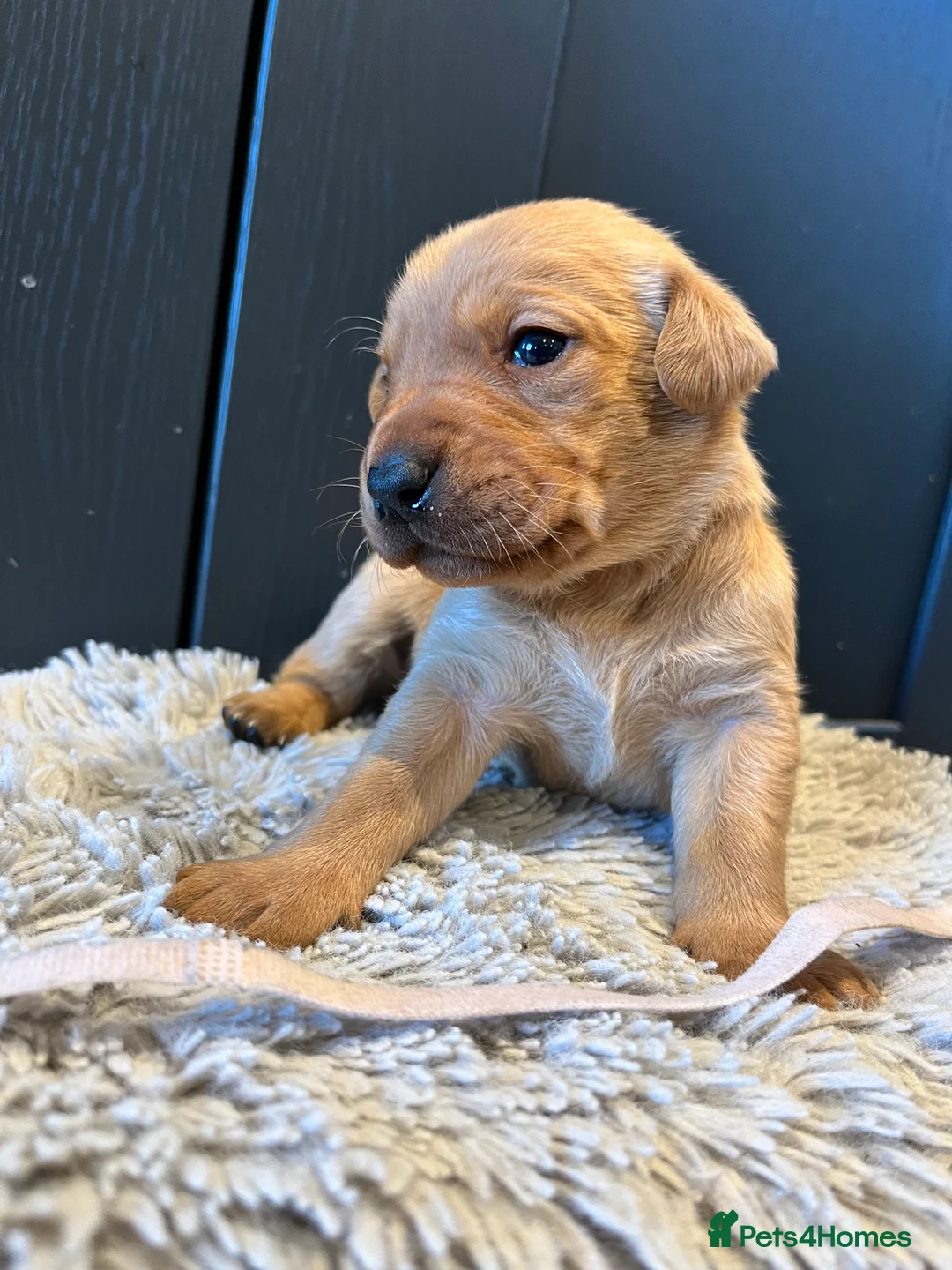 Labrador Retriever dogs for sale:  Fox red Labrador pups for sale, KC registered - Advert 24