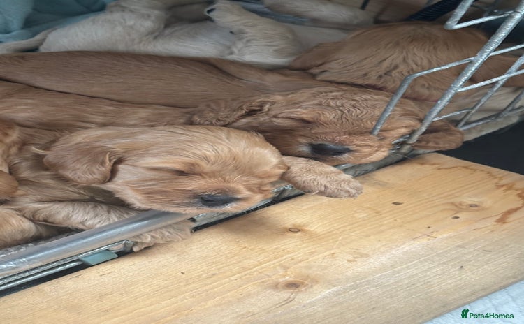 Cockapoo dogs - Advert 9