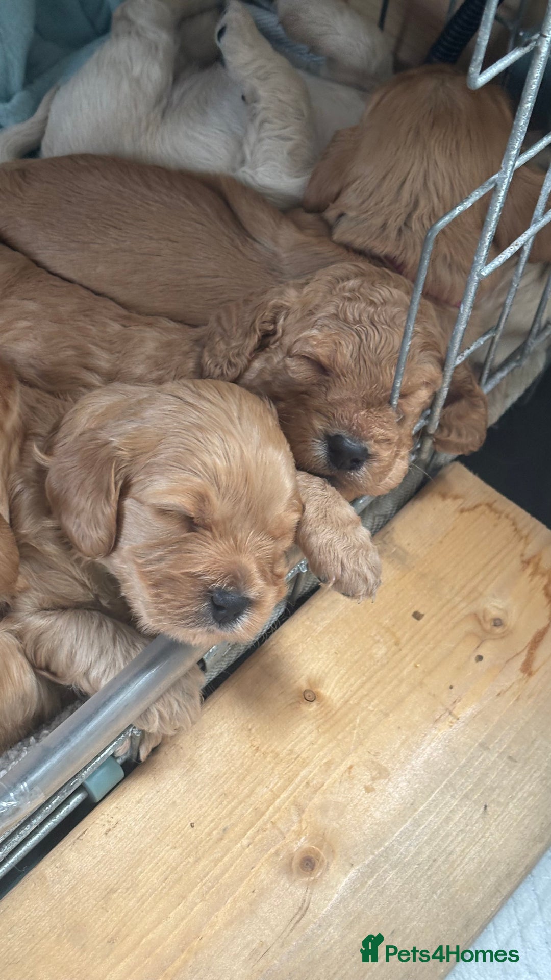 Cockapoo dogs for sale: Cockapoo puppies for sale  - Image 1