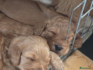 Cockapoo dogs - Advert 23