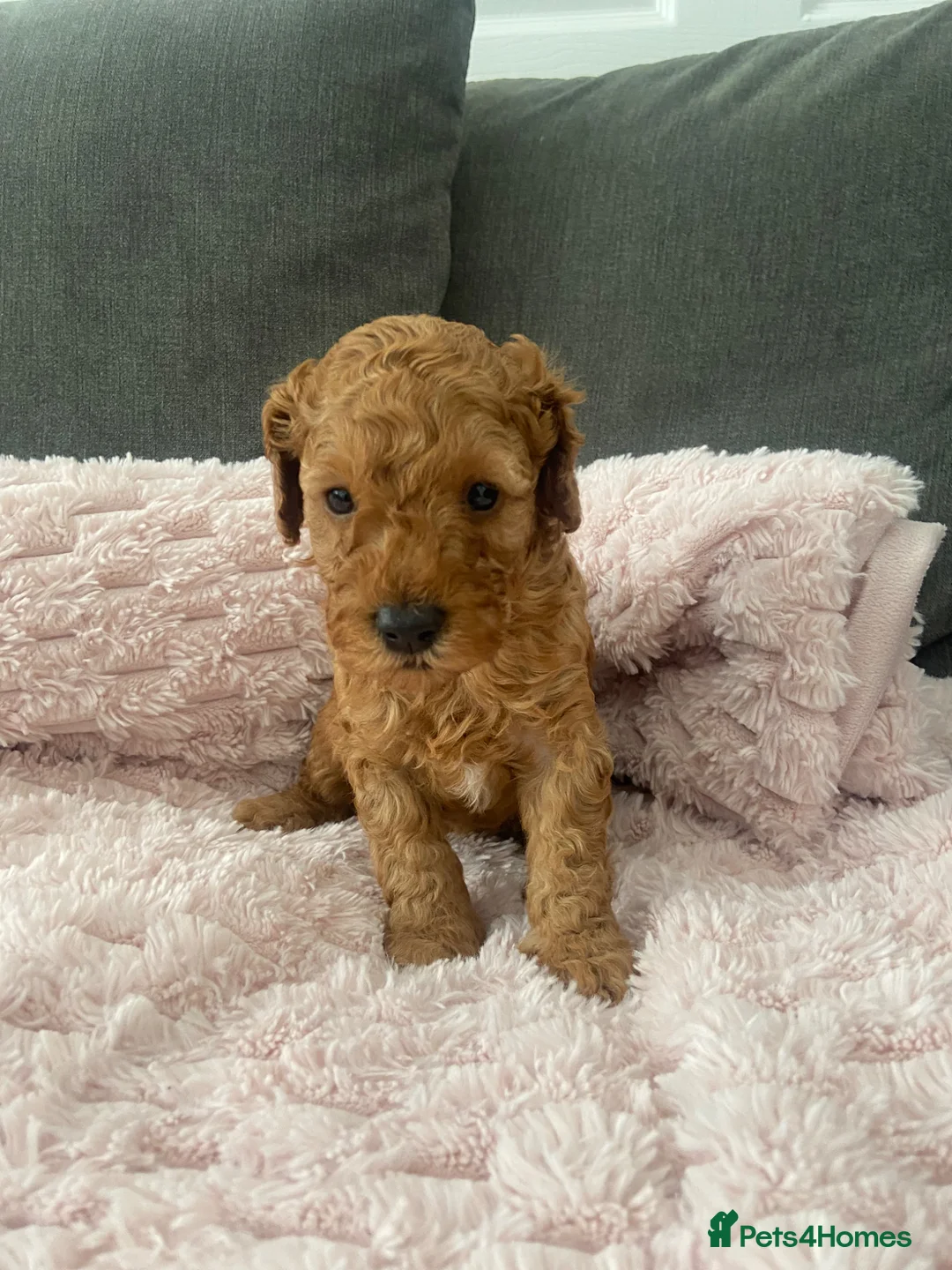 Cavapoochon dogs for sale: Cavapoochons 🐶🐶 - Advert 6