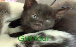 Mixed Breed cats for sale: 3 beautiful black kitten girls  - Image 11