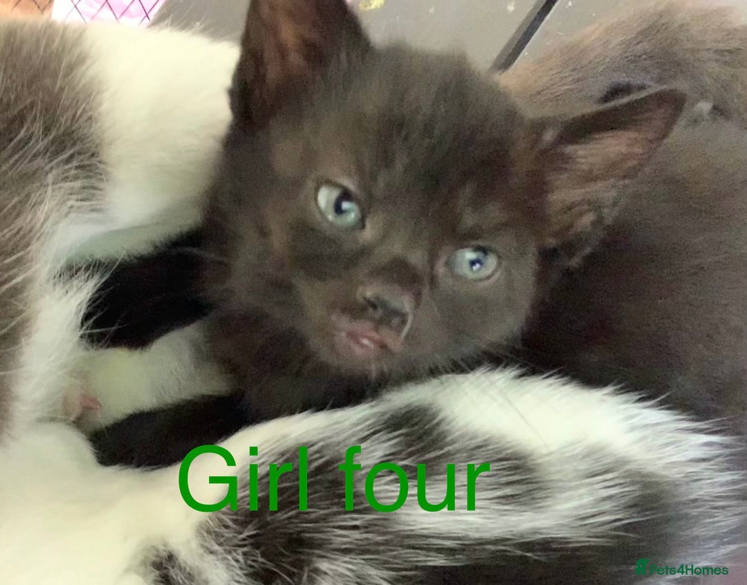 Mixed Breed cats for sale: 3 beautiful black kitten girls  - Image 11