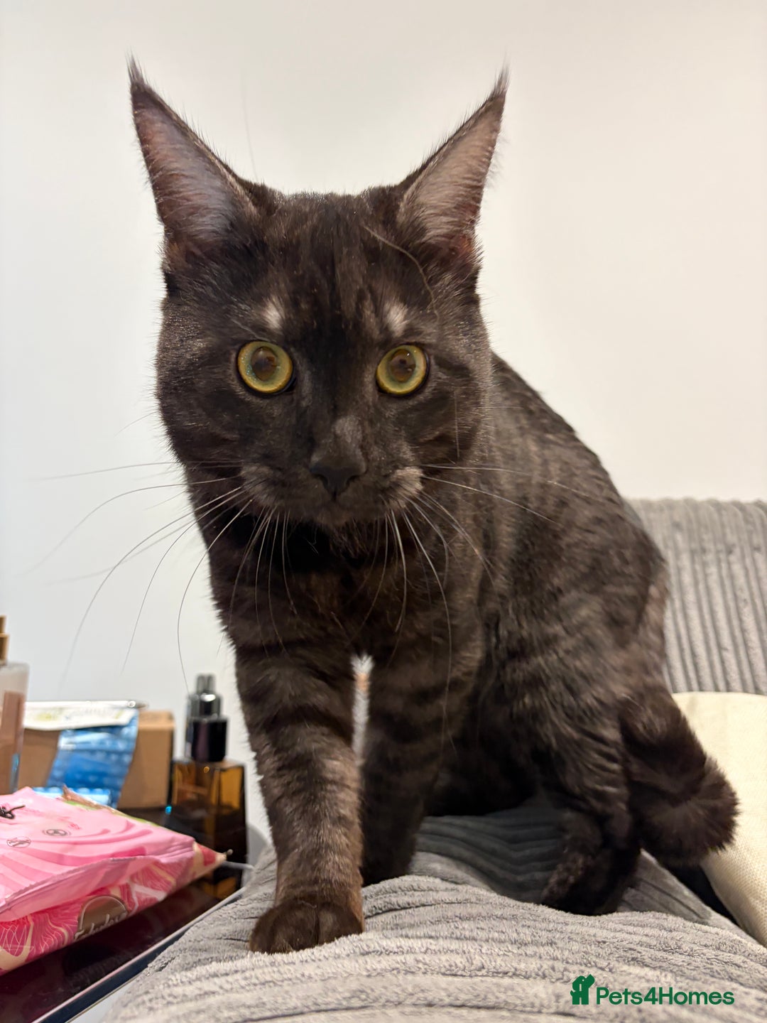 Maine Coon cats for sale: Mainecoon kittens - due 21st January - Advert 4