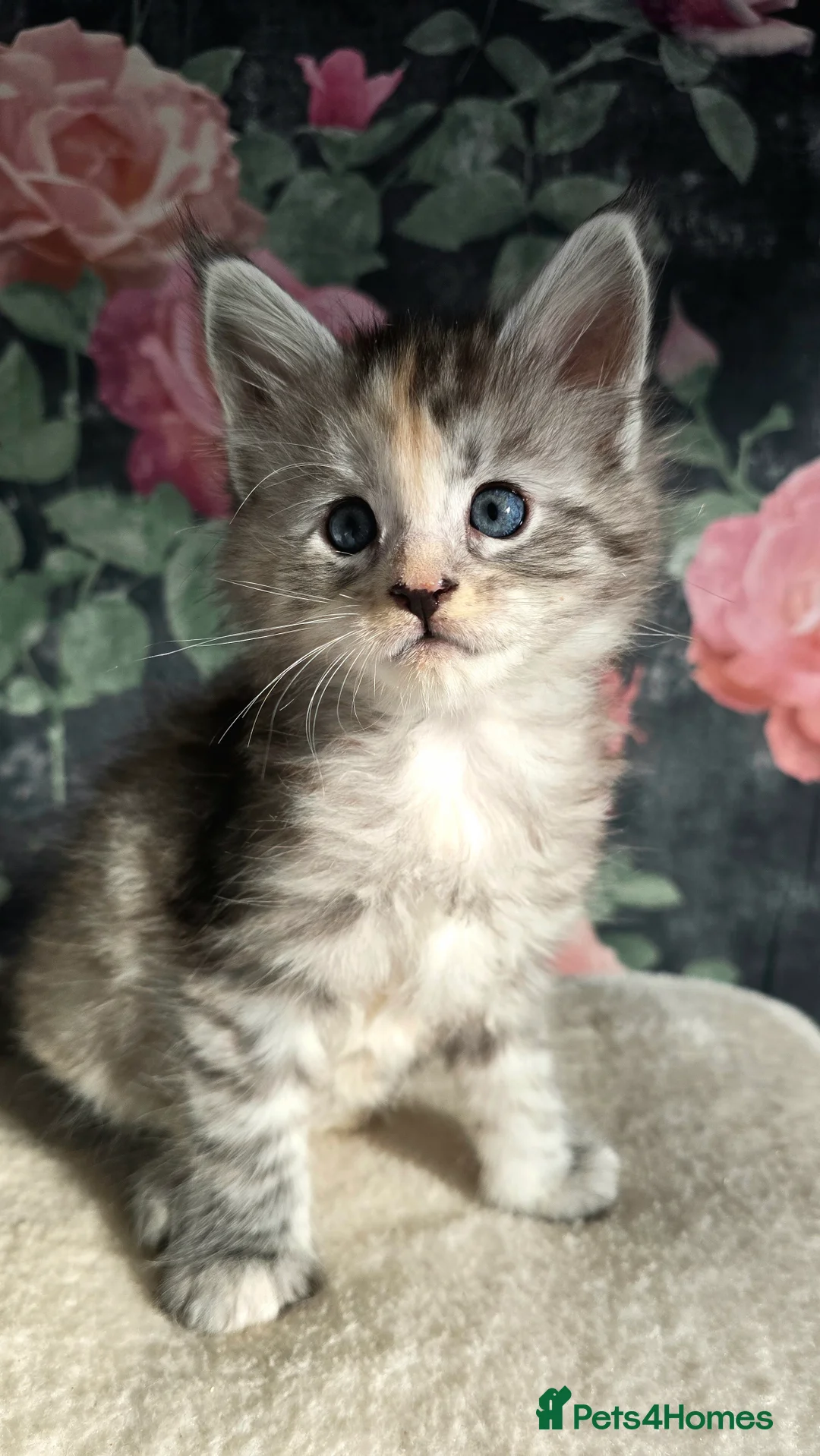 Maine Coon cats for sale: Stunning Maine coons  - Advert 17