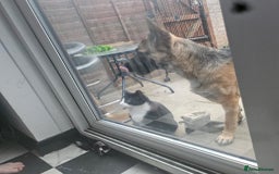 German Shepherd dogs for sale: Skye  - Image 4