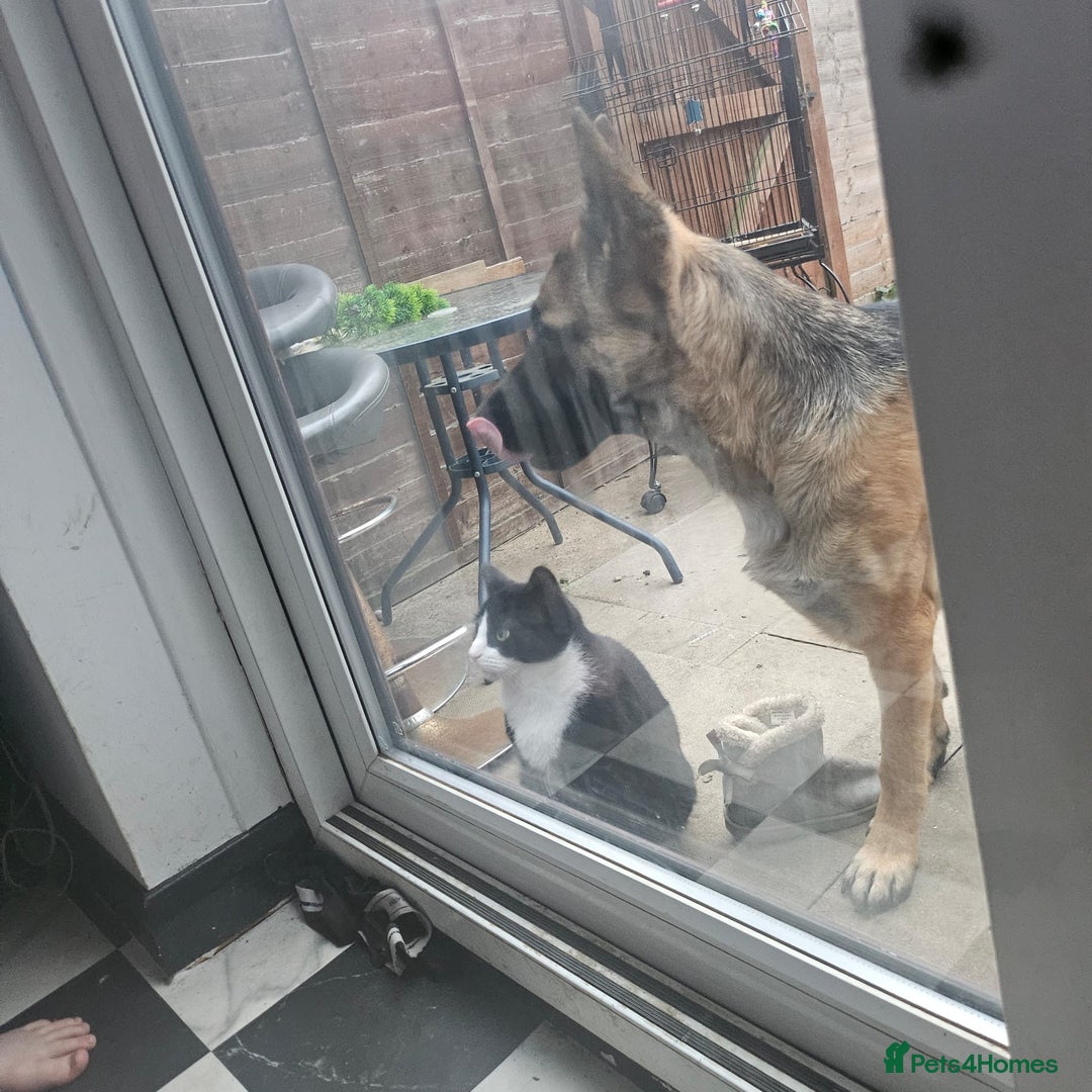 German Shepherd dogs for sale: Skye  - Image 4