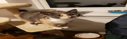 British Shorthair cats for sale: BSH CROSS BENGAL KITTENS - Advert 17