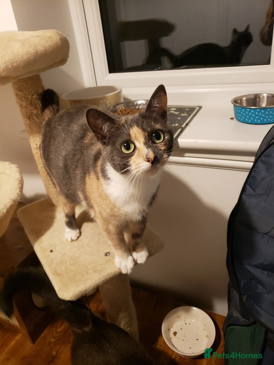 British Shorthair cats for sale: BSH CROSS BENGAL KITTENS - Advert 17