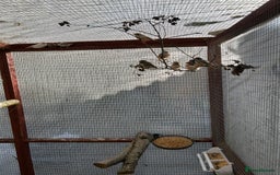 Finches birds for sale: Zebra finches  - Image 1