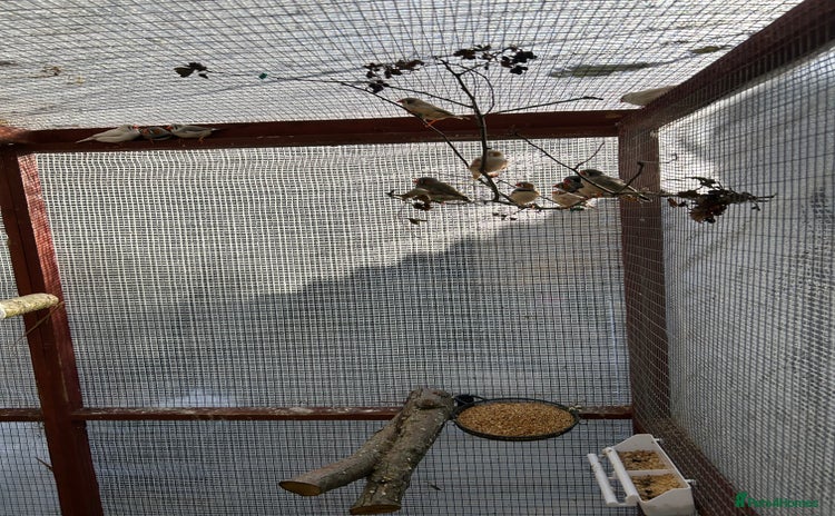 Finches birds - Advert 1